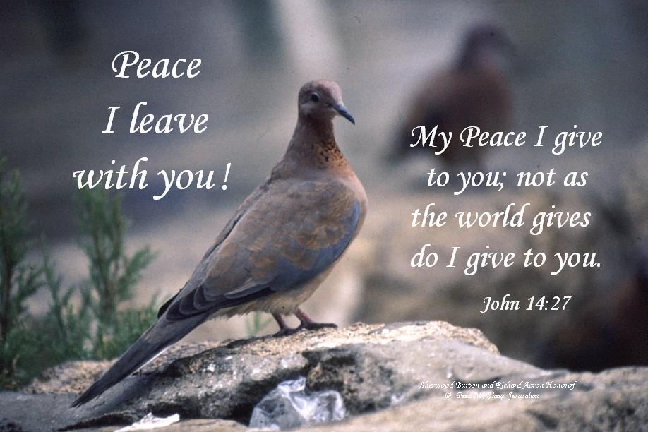 peacejohn1427